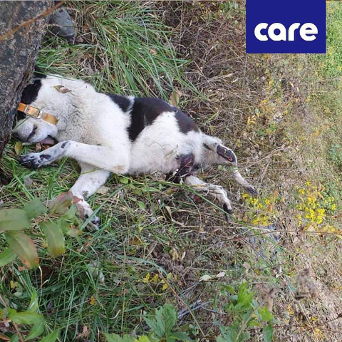 혐주의] 11월 4일 금산에서 아스팔트에 갈려 처참하게 학대와 살해당한 강아지 | 인스티즈