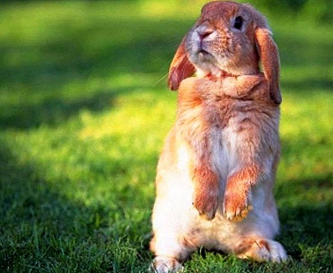 본인이 먹어본 특이한 육류음식은? | 인스티즈