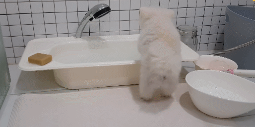 스스로 물에 들어가는 강아지.gif | 인스티즈