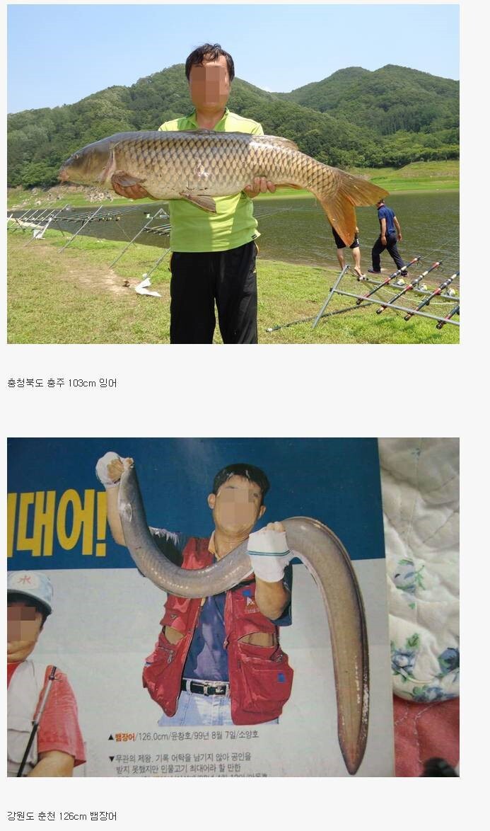 우리나라 민물에서 잡힌 대형 물고기들 | 인스티즈
