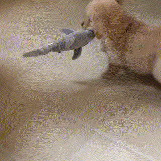 상어 잡는 댕댕이.gif | 인스티즈