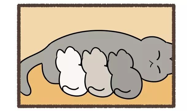 고양이의 털색이 정해지는 방법 | 인스티즈