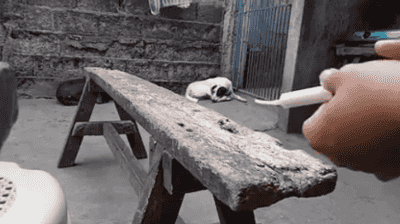 다친 아기새의 처녀비행.gif | 인스티즈