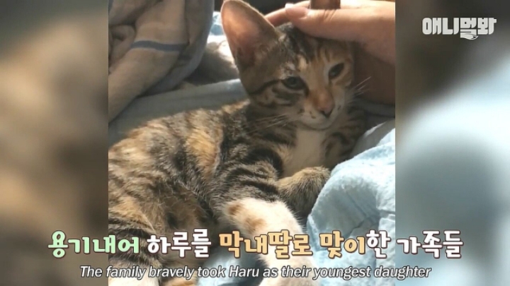 깜짝.....걸레질을 하는 고양이가 있다....?.....JPGIF | 인스티즈