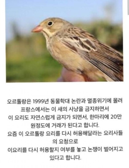 신이 모르게 몰래 먹는 프랑스 요리 '오르톨랑' | 인스티즈