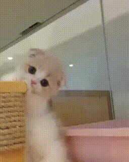 눈이 너무나 맑은 새끼 냥이.gif | 인스티즈