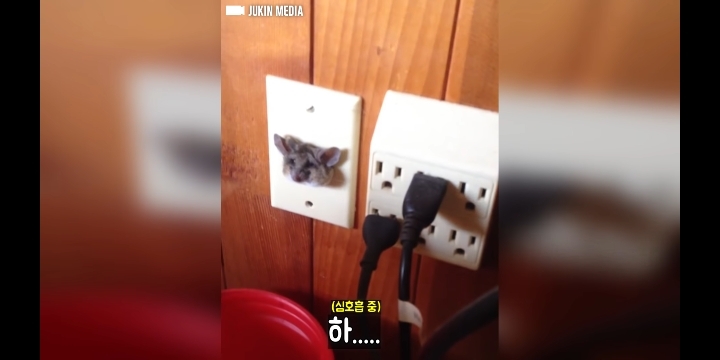 콘센트에 쥐 머리가 껴있다면? | 인스티즈