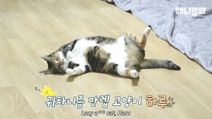 깜짝.....걸레질을 하는 고양이가 있다....?.....JPGIF | 인스티즈