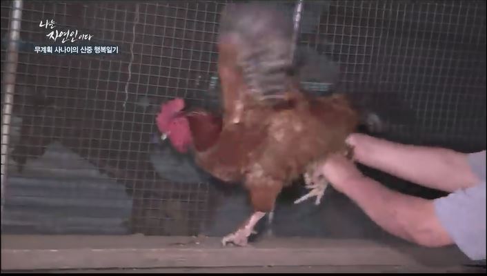 닭 잡는 자연인.jpg | 인스티즈