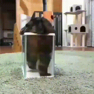 좁은곳을 사랑하는 냥이.gif | 인스티즈