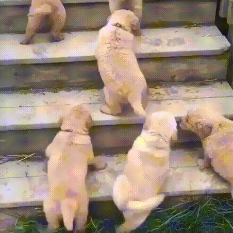 계단 하나 못오르는 인절미들.gif | 인스티즈