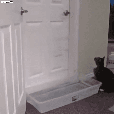 결계를 뚫고 진입하는 고양이 | 인스티즈