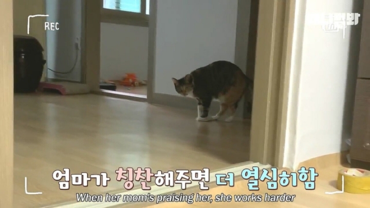 깜짝.....걸레질을 하는 고양이가 있다....?.....JPGIF | 인스티즈