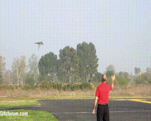 종이비행기 고인물.gif | 인스티즈