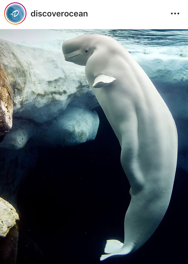 특이하게 생긴 고래 벨루가 | 인스티즈