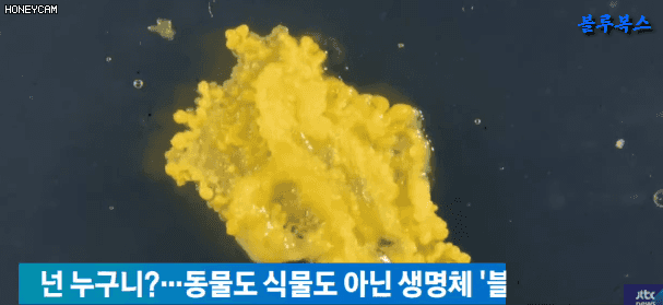 가생이닷컴에 올라온 블롭에 대한 댓글 반응들 ㅋㅋㅋ | 인스티즈