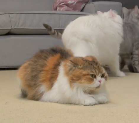 식빵굽는 고양이.jpg | 인스티즈