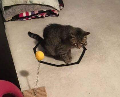 고양이 봉인하는 법 | 인스티즈