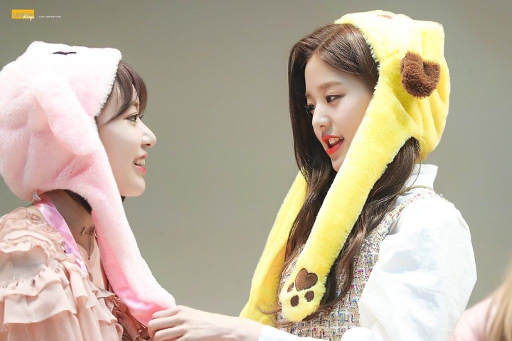 아이즈원) 사쿠라의 멤버 주접 1탄 (막내토끼 장원영) | 인스티즈