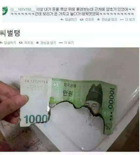 돈을 태운 고양이 | 인스티즈