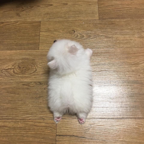 귀여운 강아지들 ㅎㅎ | 인스티즈