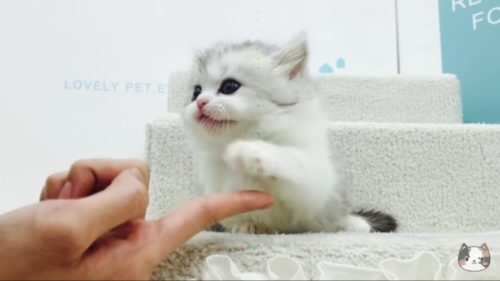 고양이를 길러야 하는 이유 | 인스티즈