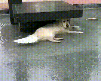 비를 피했는데 몸이 축축한 이유.gif | 인스티즈