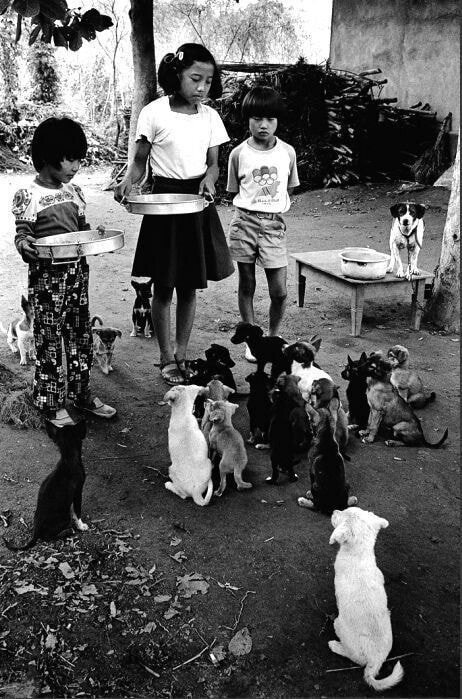 1970년대...한국의 댕댕이들....jpg | 인스티즈