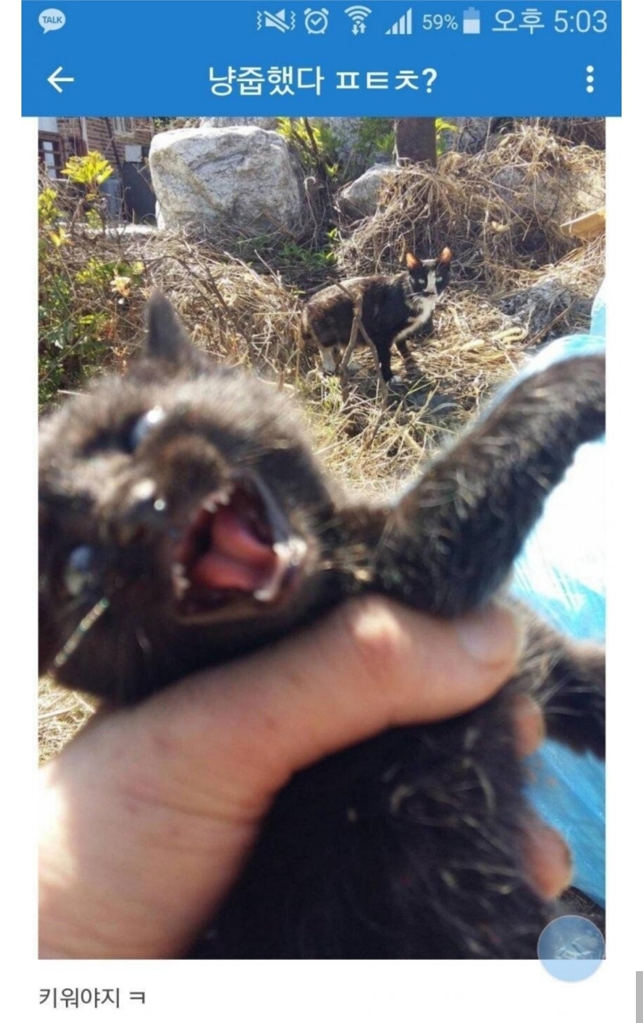 디씨인 냥줍 레전드.jpg | 인스티즈