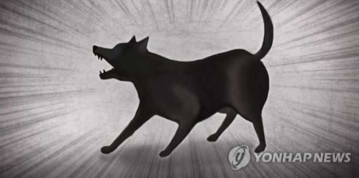 용인 폭스테리어 개물림 사고 견주 벌금 500만원 선고받아 | 인스티즈
