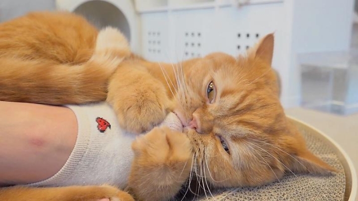 고양이들은 발을 좋아할까? | 인스티즈