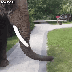 코끼리 아저씨는 코가 손이래~ | 인스티즈