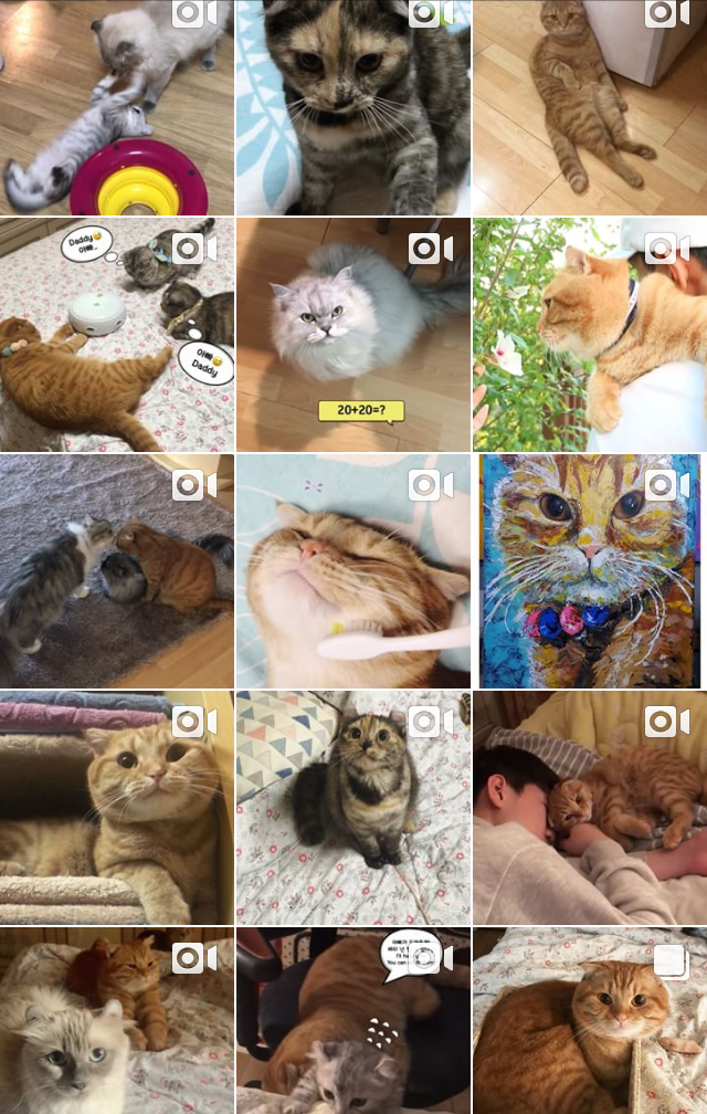 인기 냥스타그램 | 인스티즈