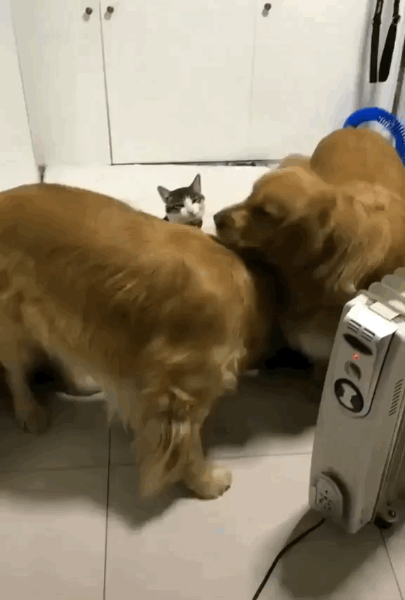 고양이 샌드위치.gif | 인스티즈