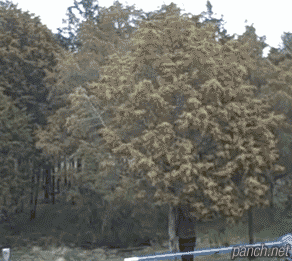 봄이면 난리나는 중국과 일본 | 인스티즈