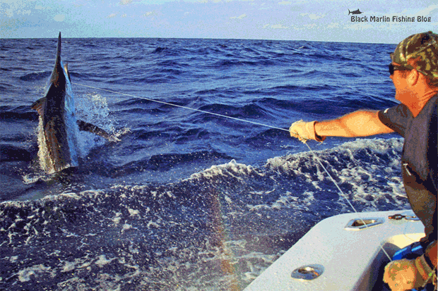 청새치가 위험한 이유 | 인스티즈