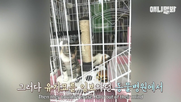 깜짝.....걸레질을 하는 고양이가 있다....?.....JPGIF | 인스티즈