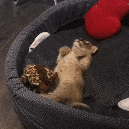 버둥거리는 아기심바 | 인스티즈