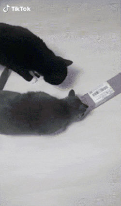 상자에 들어가고 싶은 고양이 | 인스티즈