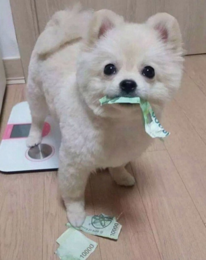 귀여운 강아지들 ㅎㅎ | 인스티즈