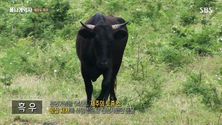 일본이 수탈해간 우리의 흑우.jpg | 인스티즈