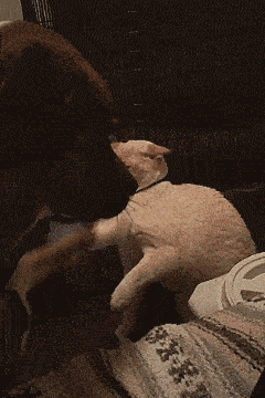 댕이에게 참교육당하는 냥이.gif | 인스티즈