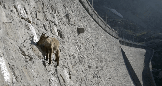 인간이 만든 댐을 타고 다니는 동물.jpgif | 인스티즈