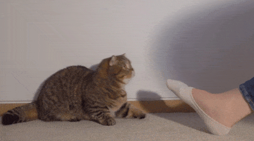 고양이들은 발을 좋아할까? | 인스티즈