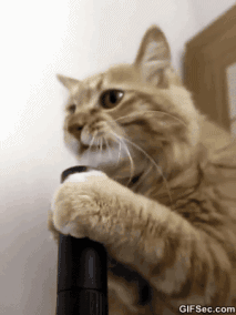 더위 먹은 냥이.gif | 인스티즈