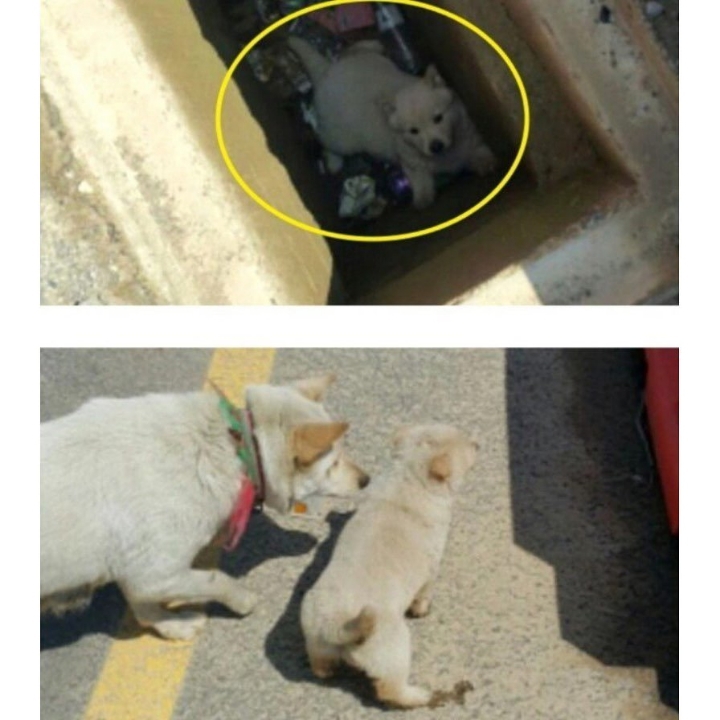 도움이 필요했던 댕댕이 | 인스티즈