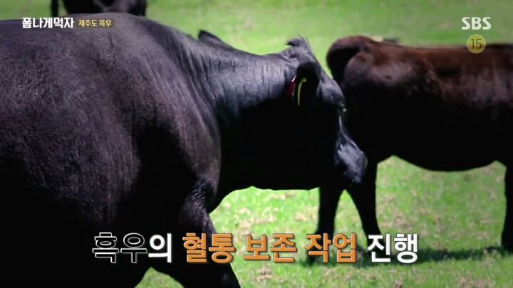 일본이 수탈해간 우리의 흑우.jpg | 인스티즈