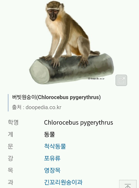 푸른 부랄을 가진 원숭이 | 인스티즈