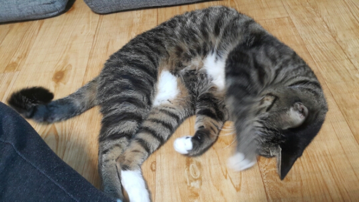 자는 고양이 괴롭히기 | 인스티즈