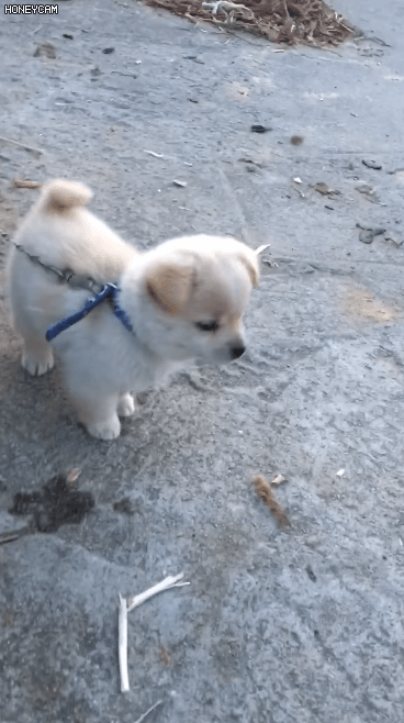 귀여운 강아지들 ㅎㅎ | 인스티즈